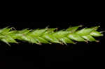 Sharpscale sedge